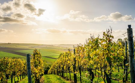 dessert wine natural organic sugar biodynamics