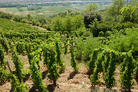 cotes du rhone vin bio biodynamie naturel