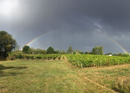 vine South-West organic wine biodynamic nature