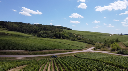 champagne vignes vin bio nature biodynamie