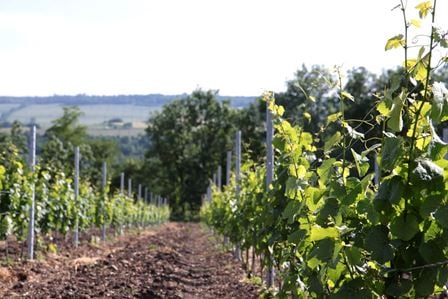 auvergne organic wine biodynamic nature