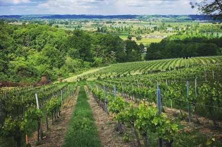bordeaux bordeaux organic wine nature biodynamics