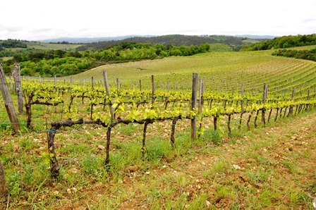 vin bio biodynamie naturel italien italie sicile