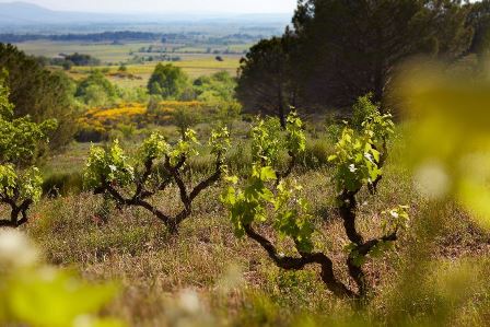 organic biodynamic wine natural languedoc fitou