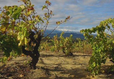 vin bio biodynamie naturel roussillon pyrenees orientales