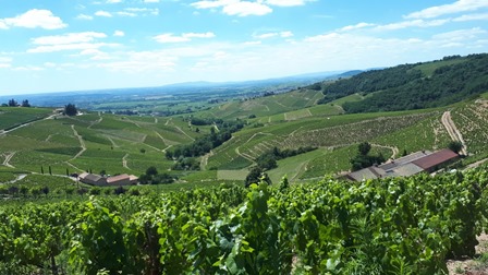 vins bio biodynamie naturel beaujolais