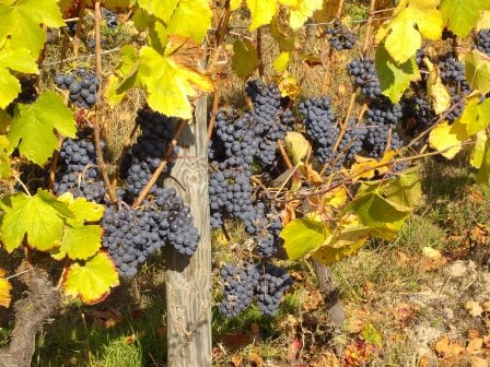 Vin sans soufre sulfite bio biodynamie naturel