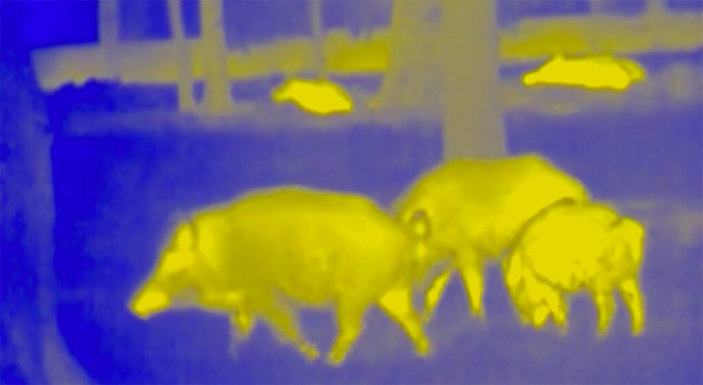 ir image of hogs