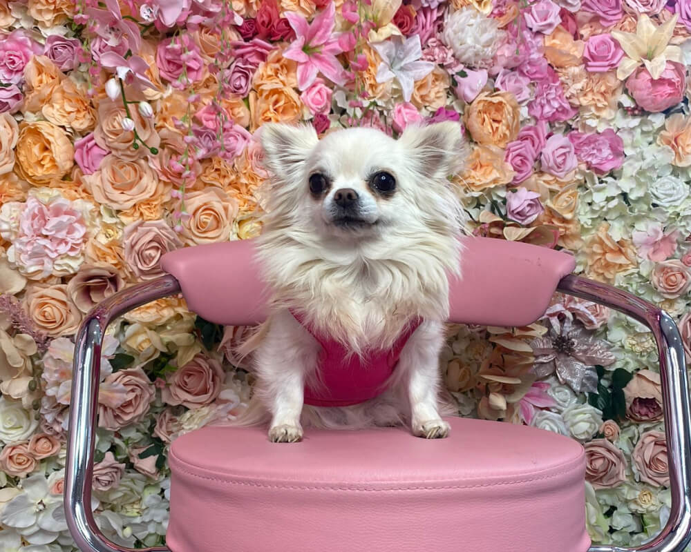 Barbie Sat on a Chair with Floral Background