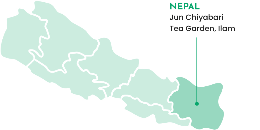 Nepal, Ilam - Jun Chiyabari Tea Garden