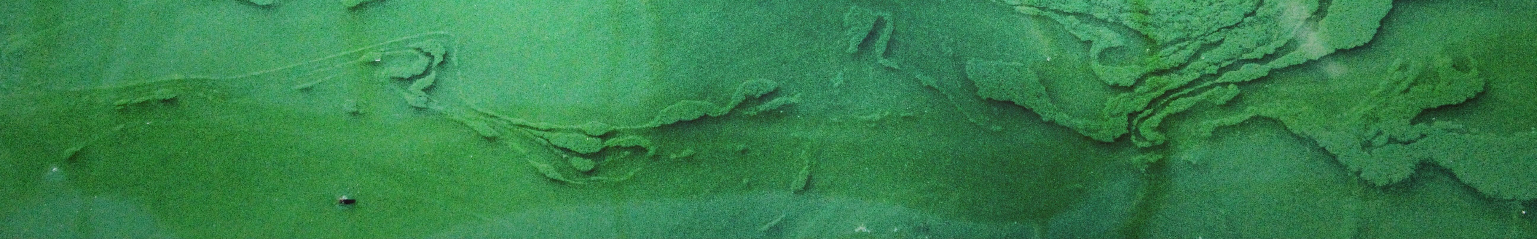 spirulina