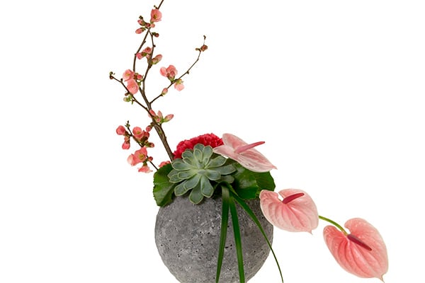 A formal linear floral design mixes pale pink anthuriums, succulents, lily grass, and a blossoming spring branch in a round gray stone container.