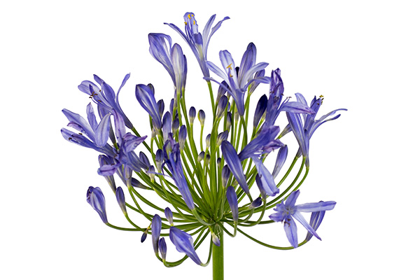 Agapanthus blossom