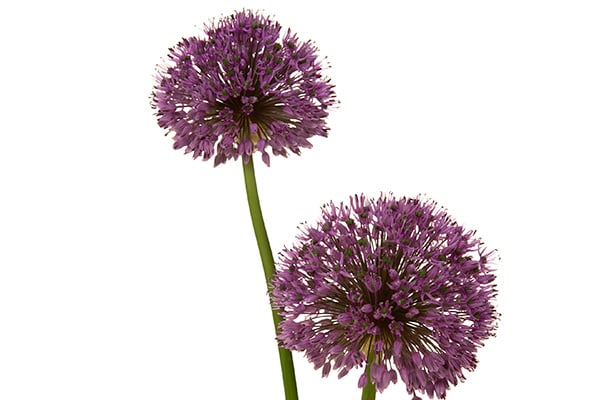 Allium Blossom