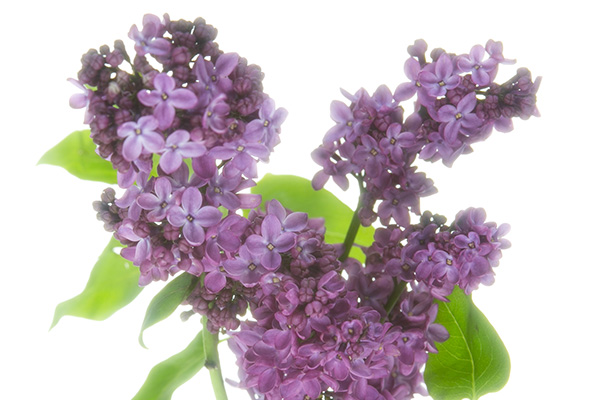 Lilac Blossom