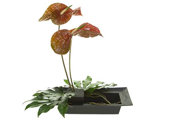 Group the anthuriums together for visual impact, then add fatsia leaves at the base of the flowers.