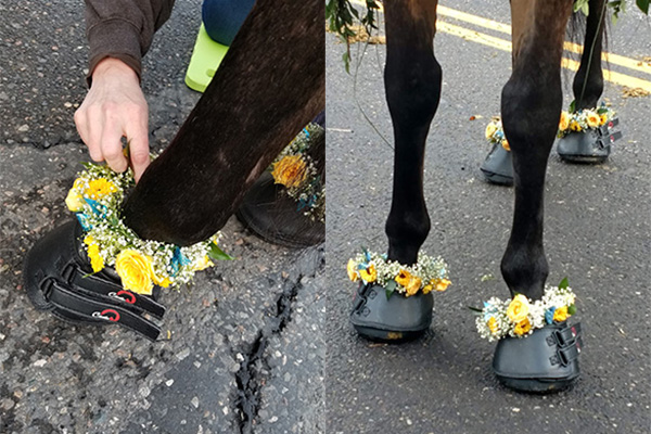Floral anklets provide a beautiful and festive way to adorn parade horses' legs.