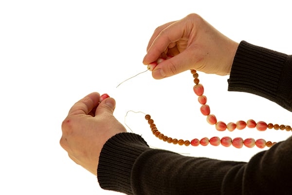 Threading hypericum berries onto a length of wire.