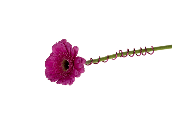 Wrap aluminum wire around the stem of each Gerbera daisy.