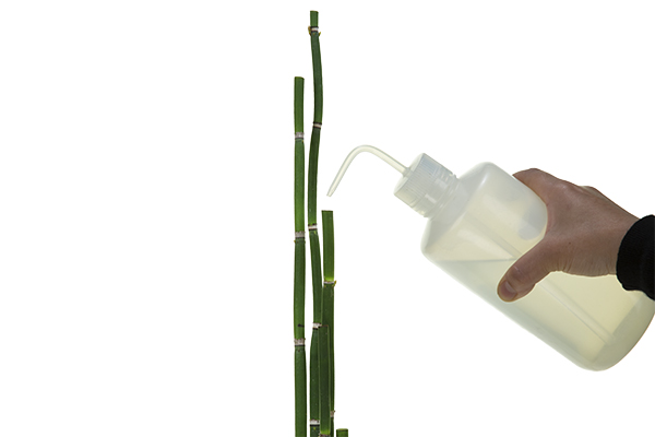 Equisetum is hollow and can hold water. Use the test tube filler to pour water into it.