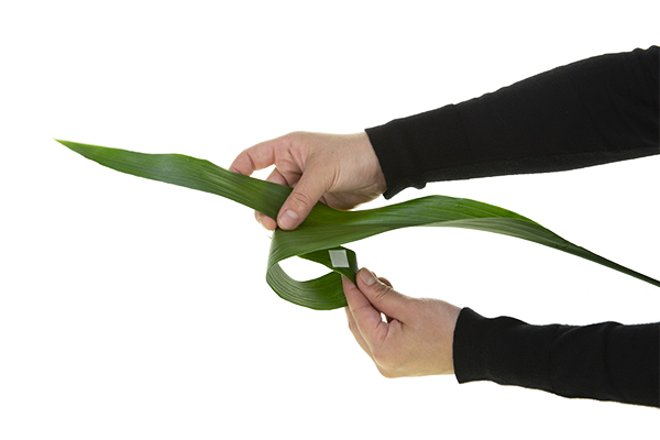 Tear an aspidistra leaf, and roll it under to make a loop. Adhere it to the bottom of the leaf using a UGlu dash.