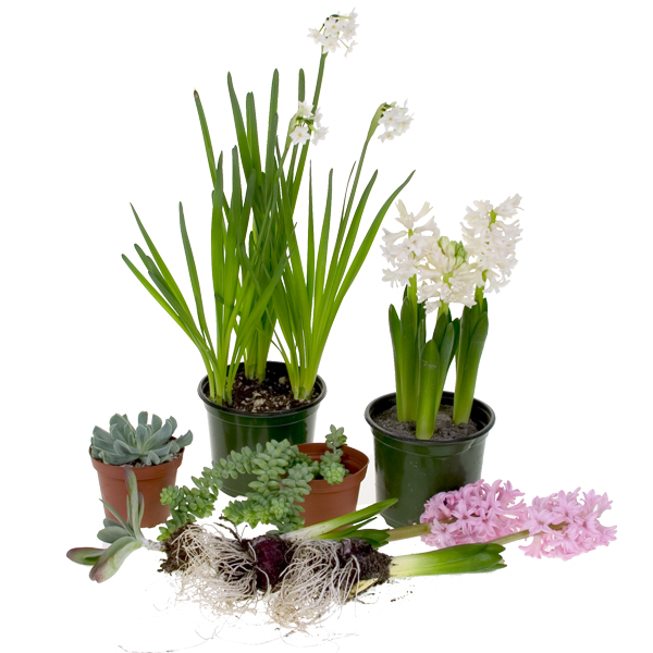 Choose an assortment of plant materials like hyacinths, paperwhites, and small succulents.
