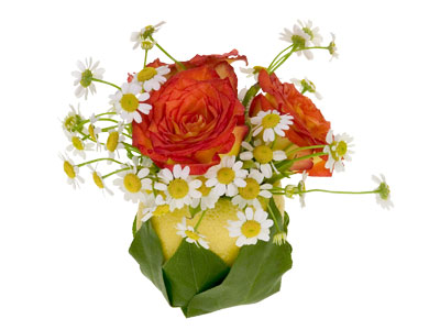 Insert roses and feverfew into the foam of the lemon container.