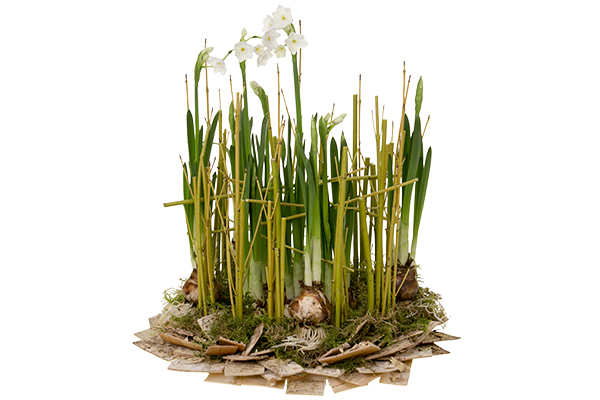 Paperwhites are a beautiful meditation flower for the New Year, particularly when they are combined with yellow dogwood branches and birch bark as in they are in this lovely floral design.