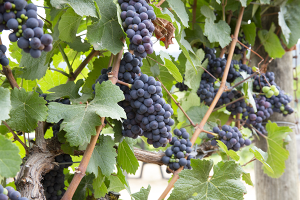 closeup of wine grapes on the vine in the vineyard.