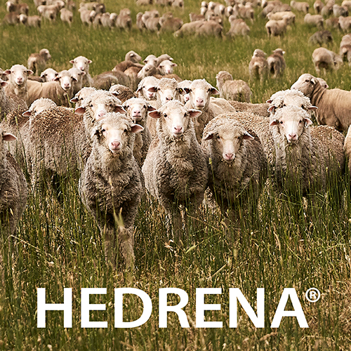Hedrena wool