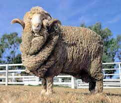 A picture containing sheep, grass, mammal, outdoor

Description automatically generated