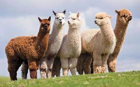 A group of llamas

Description automatically generated with medium confidence