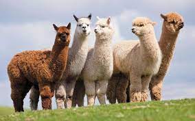 A group of llamas

Description automatically generated with medium confidence