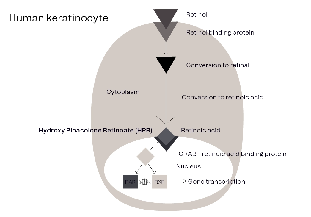 Conversion of retinol in the skin cells in diagrammatic format where Retinol is shown 