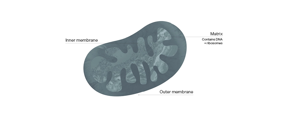 Mitochondria diagram