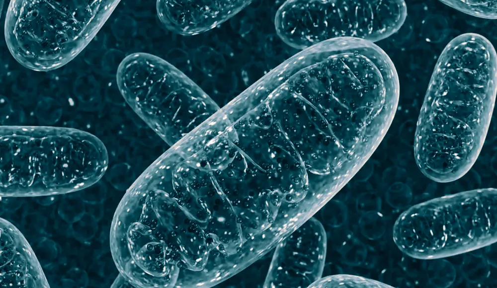 SynTernals Mitochondria image