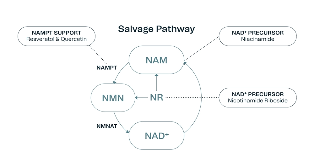 NAD+ salvage pathway diagram 