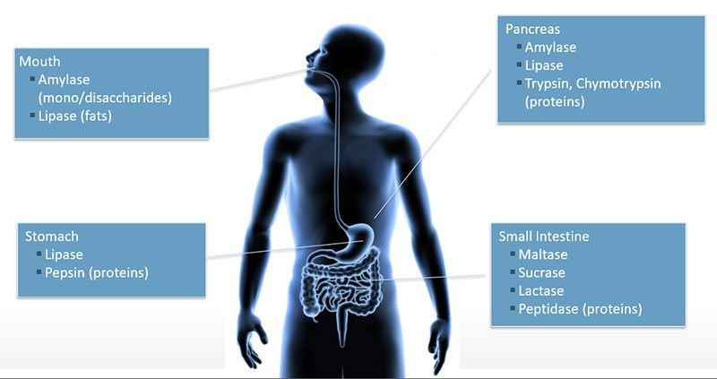 enzymes diagram chart
