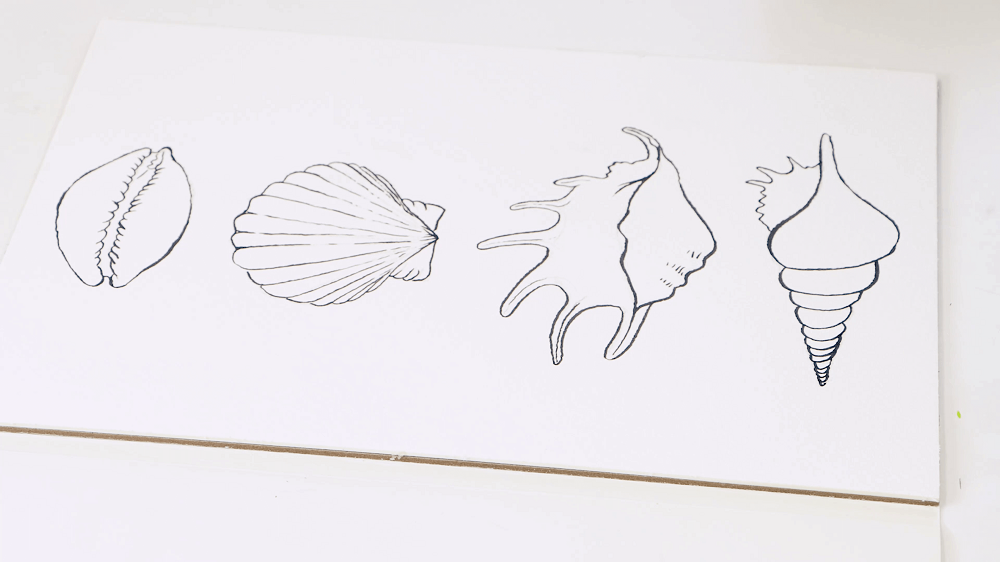 Four seashells drawn over with graphite and then drawn on top with a fine liner pen.