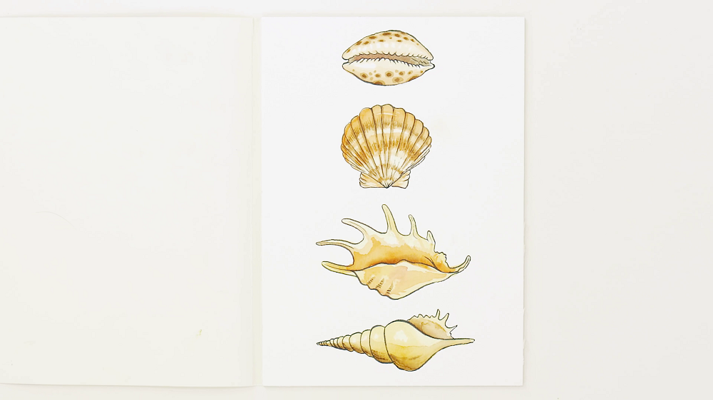 A complete shot of four watercolour seashells painted vertically underneath one another.