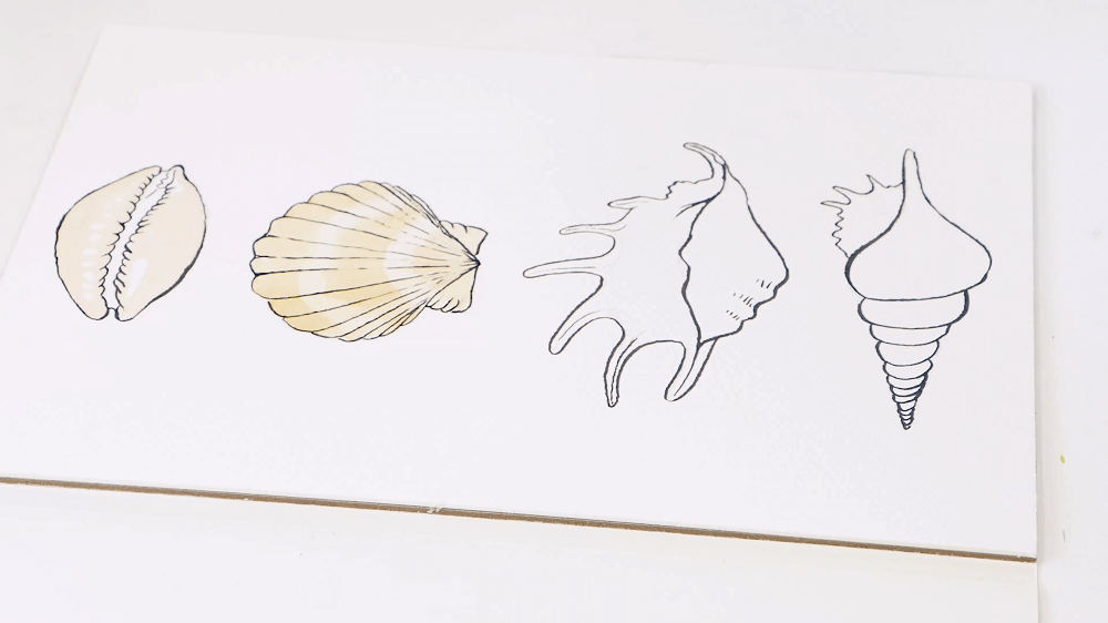 An in progress shot of an outline containing four seashells and two shells are painted with brown shadows in watercolours.