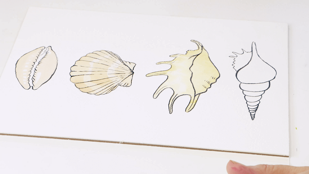 An in progress shot of three seashells painted with watercolours and one outline remaining blank.