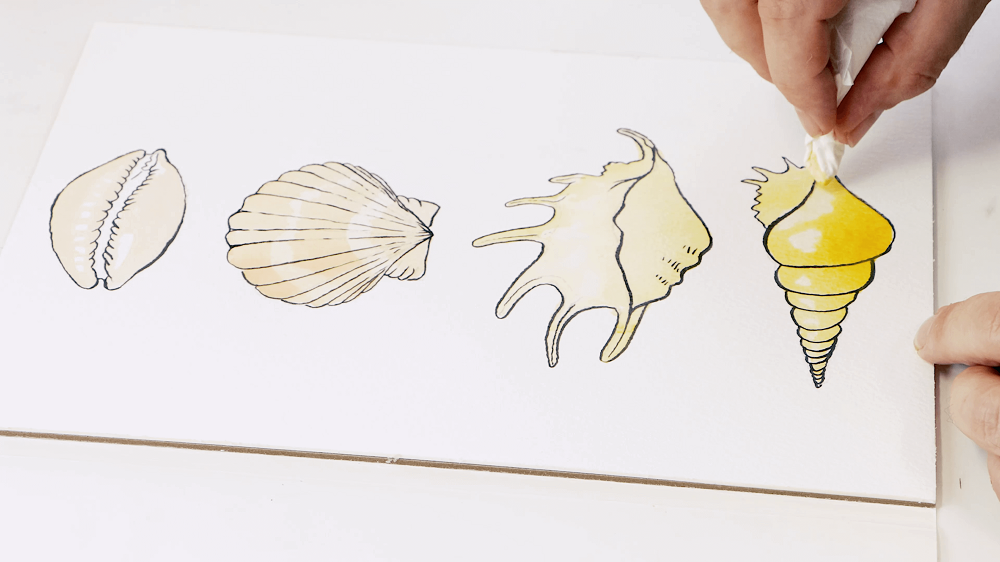 A hand blotting the forth sea shell with paper towel to remove watercolour and create shadows.