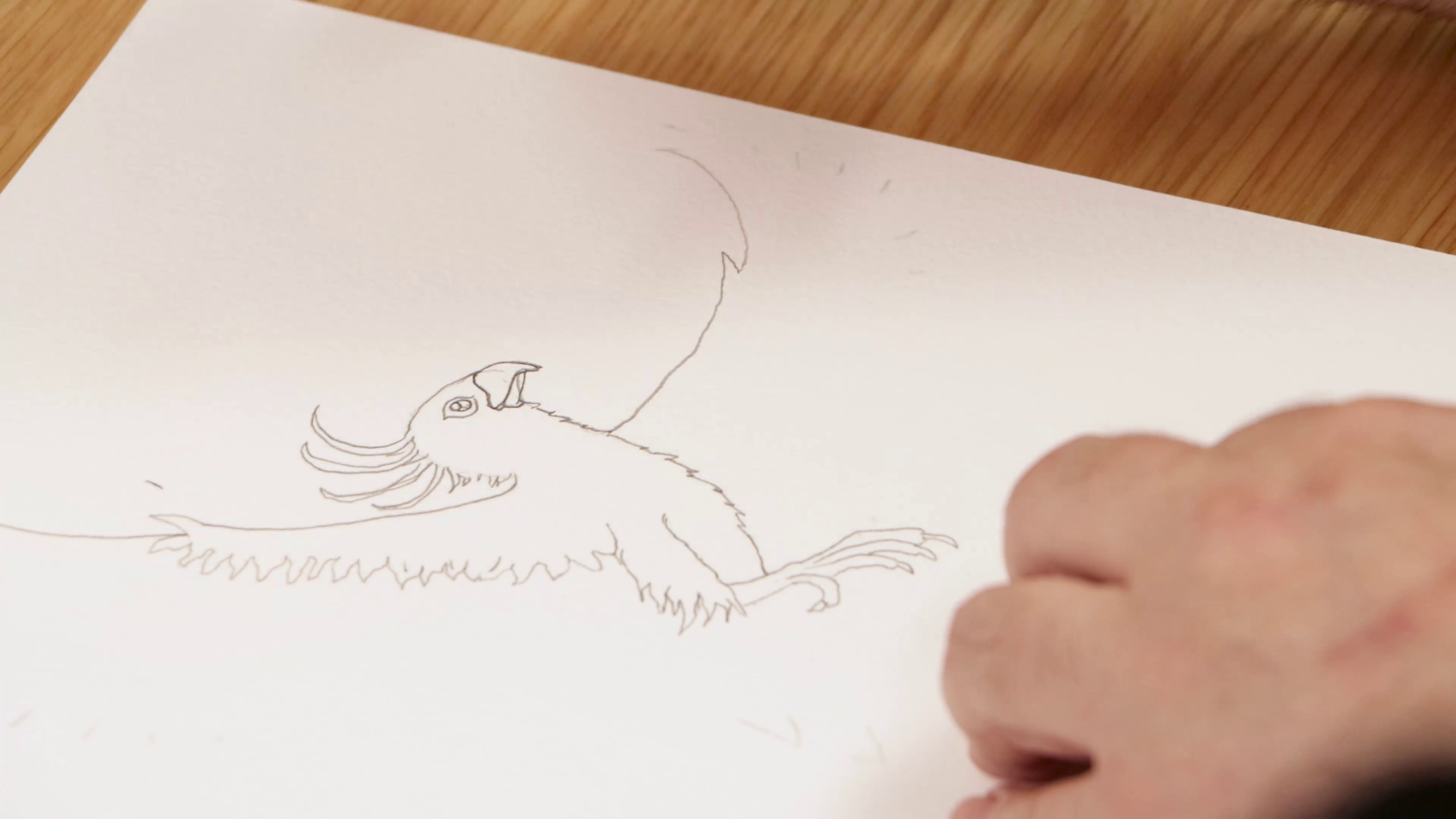 Drawing phoenix with graphite pencil on white paper