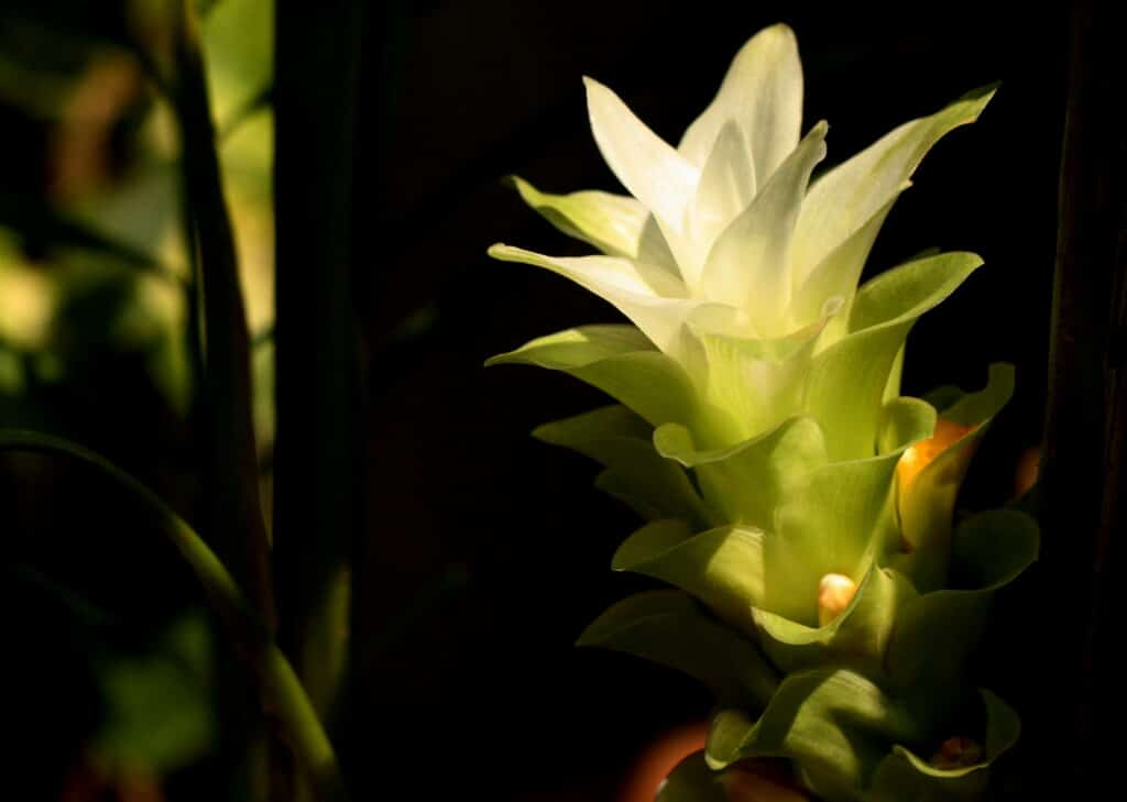 Turmeric plant