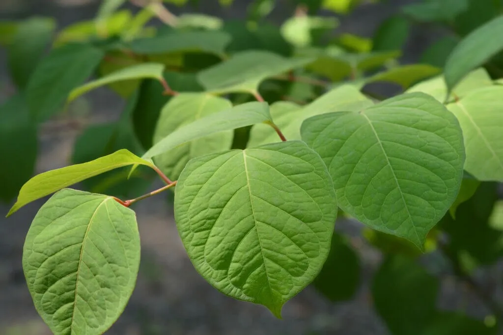 Japanese knotweed