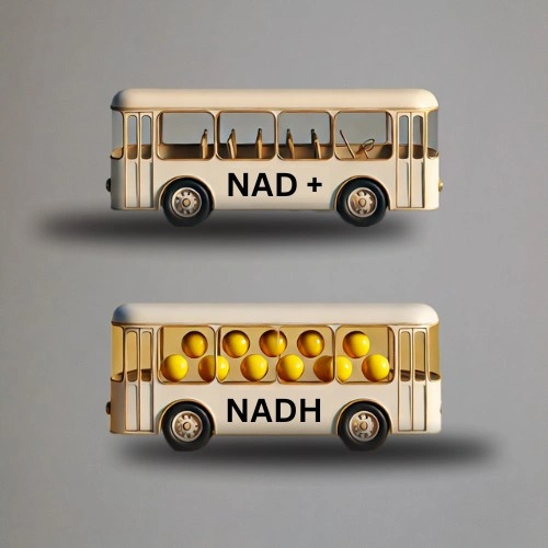 Biochemistry of NAD+ and NADH