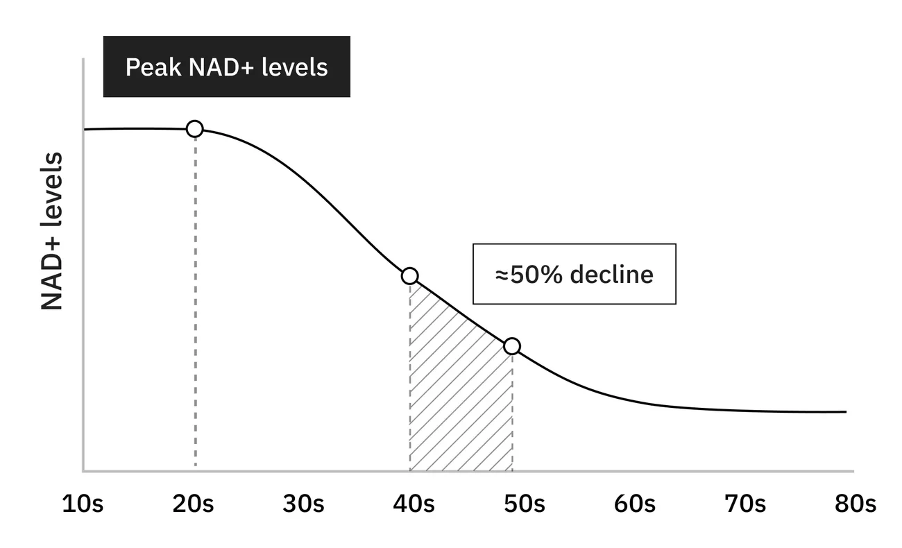 NAD+ DECLINES WITH AGE