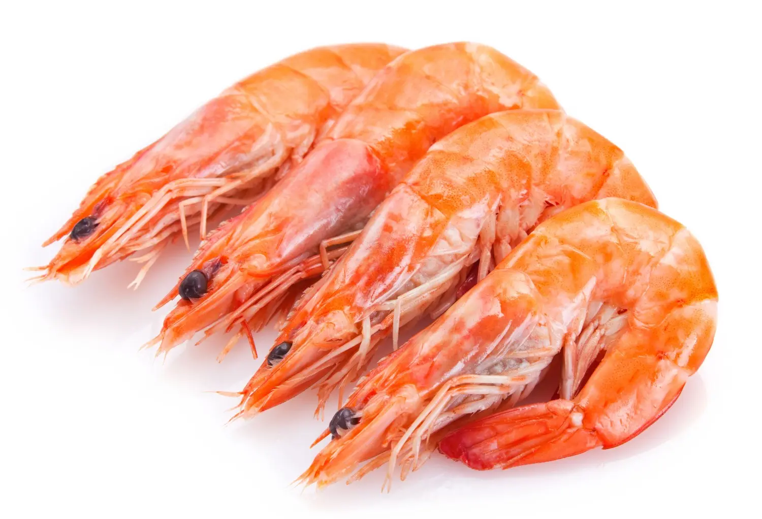 shrimps