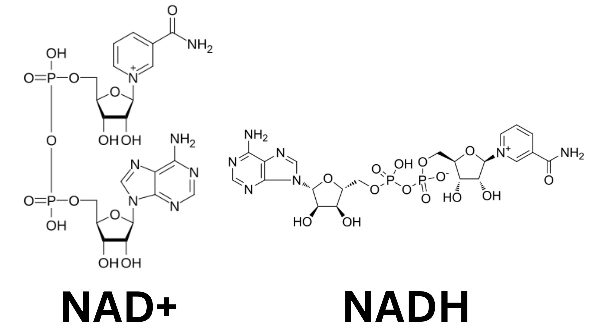 difference between nad and nadh